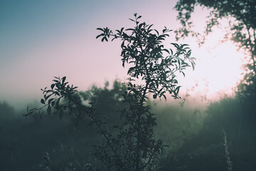 Vintage sunny background
