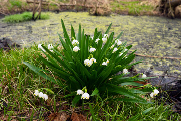 Flowers and swamp