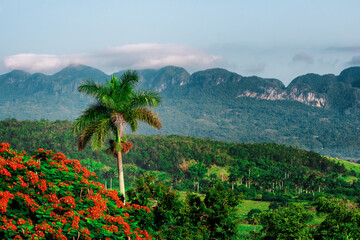 Fototapeta na wymiar Beautiful view of Vinales valley, Cuba. Unesco world heritage site, travel destination.