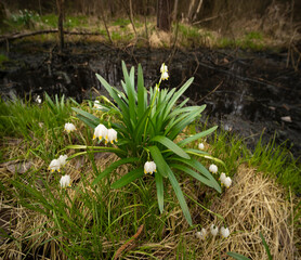 Flowers next to a chemical plant