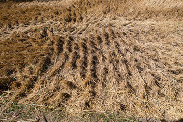 Dry rice stubble in rice field after harvest