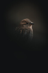 small sparrow in the dark