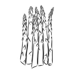 Asparagus cartoon vector asparagus, vector sketch on a white background