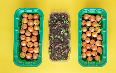 View from above. growing onions and arugula for greens at home. Flat lay. Yellow background. horizontal arrangement