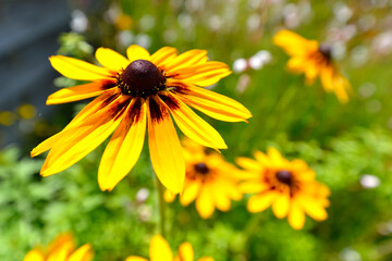 Closeup of yellow coneflowers rudbeckia in a garden