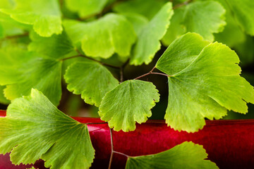 Adiantum capillus veneris venus hair fern house plant leaves macro shot detail