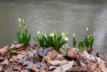 river and snowdrops.