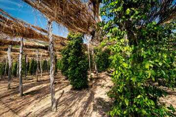 peppercorn vines growing in organic pepper farm in kampot cambodia - 428815145