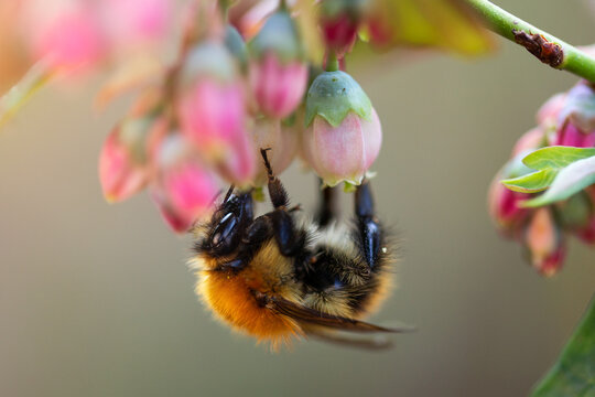 common European Large earth bumblebee pollinating insect on blueberry flower in spring garden