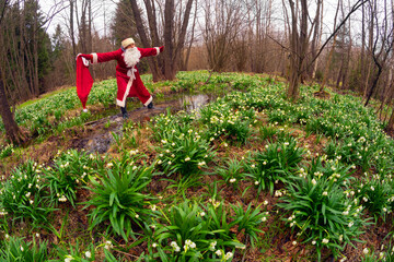 Fototapeta premium Santa Claus and snowdrops