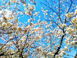 Flowering cherry blossoms