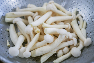 Shimeji mushroom tree White whole trunk Stack together in a container, Food to be polite Rich in many nutrients, No fat, Very little sodium or salt,
Used to cook for people who love to lose weight.