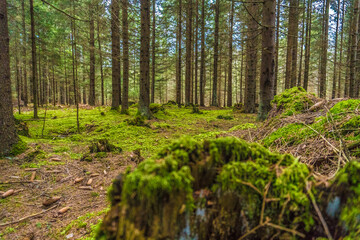 The coniferous forest with mossy ground