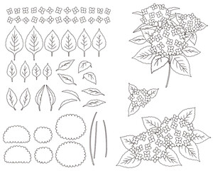 アジサイ01_線画