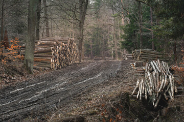 Logging in the forest, the tree ready for transport lies at muddy road.