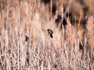 
Profile view of an adult female red-winged blackbird seen perched on reed in the Leon-Provancher marsh during a golden hour morning, Neuville, Quebec, Canada