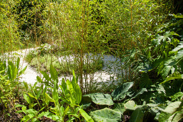 Allée en spirale gravier blanc entourée de bambous et plantes vertes dans un jardin botanique