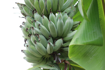 Obraz premium Fresh and green bananas on tree closed up image on isolate background