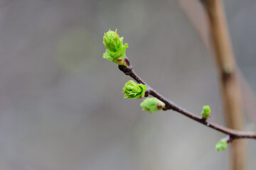 The blossoming buds of an elm (lat. Úlmus) in early spring. macro photography, blurred background, selective focus, horizontal / orientation