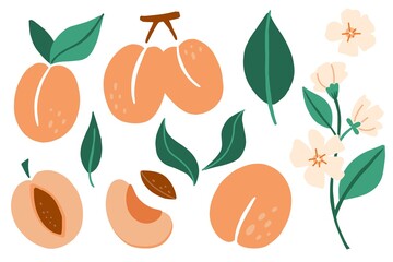 Apricot set. Exotic tropical peaches or apricots fresh fruit collection, whole juicy peach with green leaves and flowers, slice and kernel. Vector cartoon minimalistic style isolated illustration