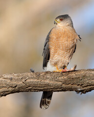 A cooper's hawk finishes a meal in the early morning light.