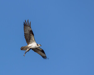 An osprey flies with a channel catfish in its talons