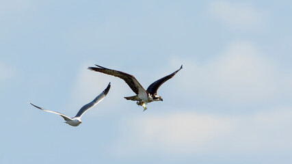 An osprey with his catch of fish is pursued by a gull