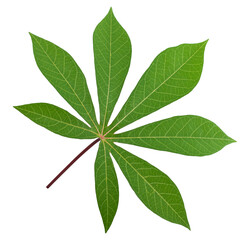 Cassava leaf isolated on white background