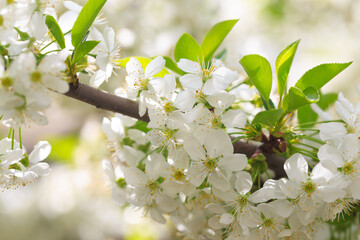 Flowering cherry against a blue sky. Cherry blossoms. Spring background.