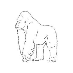 hand drawn vector illustration with a gorilla isolated on a white background