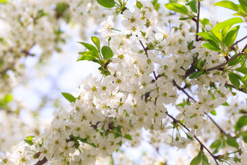 Flowering cherry against a blue sky. Cherry blossoms. Spring background.