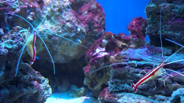 Lysmata debelius shrimp chrysiptera cyanea, corals. Pacific cleaner shrimp lysmata amboinensis