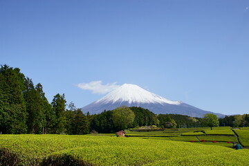 The warm sunshine ushered in the spring