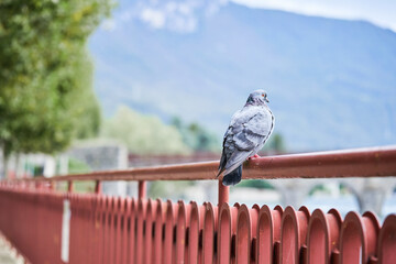 Fototapeta premium Rock dove or feral pigeon sitting on parapet on mountain lake background, documentary wildlife