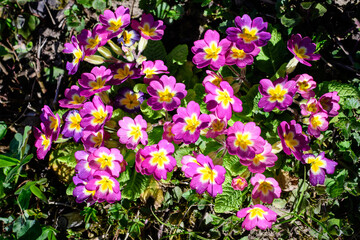 Many vivid pink and yellow flowers of primula plant also known as cowslip or common cowslip primrose in a sunny spring garden, beautiful outdoor floral background..
