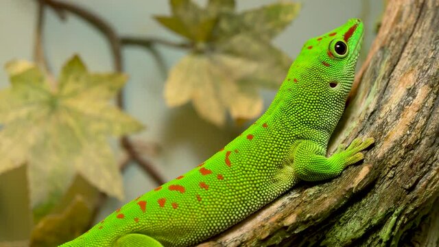 A small green and yellow Madagascar day gecko sit on the branch close-up. Reptile Phelsuma breathes under the bright sun in the jungle.