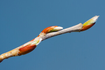 Young spring  buds on the tree branches. Springtime seasonal. Macro, close up.
