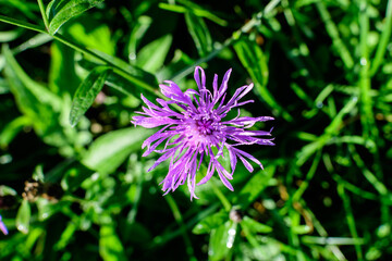 Small blue flower of Centaurea montana, commonly known as perennial cornflower, mountain cornflower, bachelor's button, montane knapweed or mountain bluet, in a sunny summer garden, in soft focus.