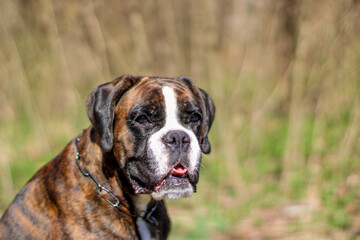 Beautiful purebred brindle boxer dog's portrait 