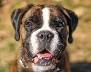 Beautiful purebred brindle boxer dog's portrait 