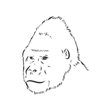 hand drawn vector illustration with a gorilla isolated on a white background