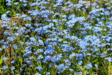 Group of many small blue forget me not or Scorpion grasses flowers, Myosotis, in a garden in a sunny spring day, beautiful outdoor floral background 
