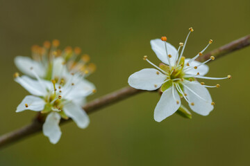 White cherry blossom on branch in spring. Close up.