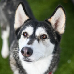 Dog, Husky