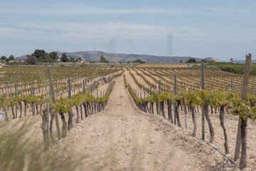 Fototapeta na wymiar Wide field of vineyard for grape picking