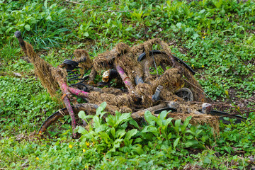 A rusty old bicycle covered with weeds, thrown out on the green grass.