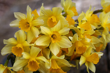 Obraz na płótnie Canvas Bouquet of lovely and bright of yellow spring daffodils