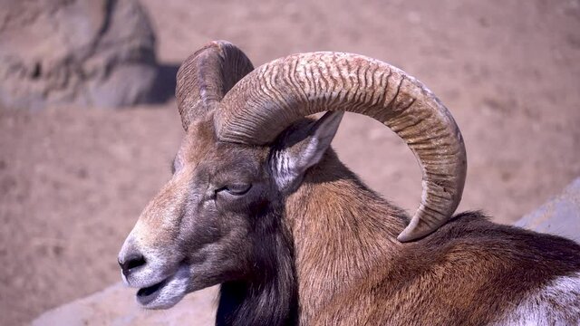 European mouflon chews and eats on a sunny day, domestic sheep in the afternoon close-up