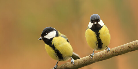 Two large tits on the same branch, on a blurry background