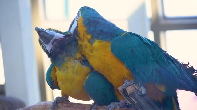 Two blue and yellow macaw parrots kiss and dance together while sitting on a branch. Mating macaw parrots dancing close up